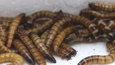 Closeup-of-Giant-Mealworms,-larvae-of-the-Zophobas-Beetle,-zophobas-morio