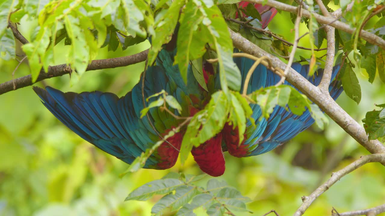 Intense close-up of two Green-Winged Macaws clashing over branch dominance upside down in Peru’s dense jungle.