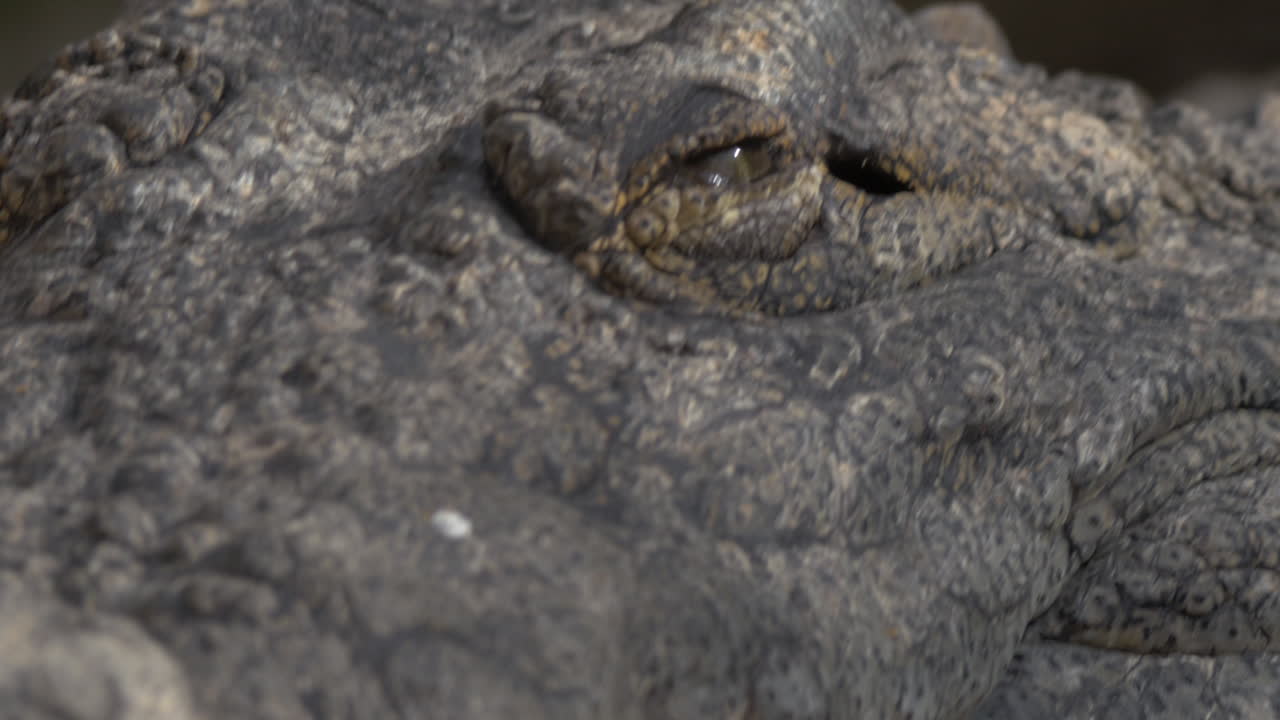 ojos y mandíbulas de cocodrilo