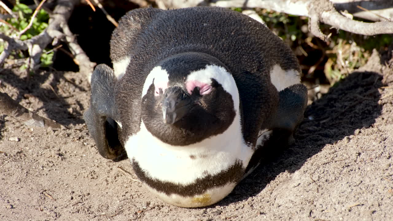 African Penguin Relaxing on the Beach