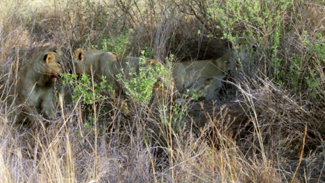 three lion cubs  in tall grass and lioness laying down in the tall grass of the south african bush. two of the cubs are playing together.
