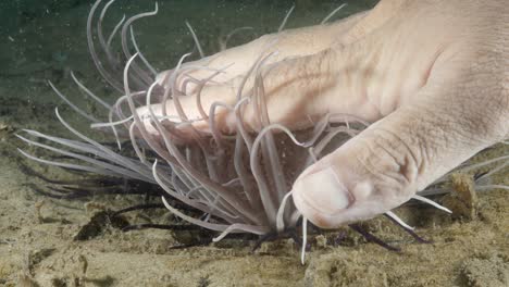 Ein-Meereswissenschaftler-Legt-Seine-Hand-Unter-Wasser-Auf-Die-Giftigen-Tentakel-Einer-Seeanemone,-Während-Er-Meeresforschung-Betreibt