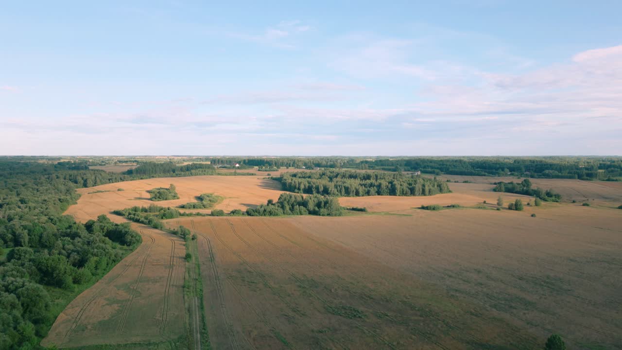 Golden field in Baltic region, surrounded by lush forests and under clear blue summer sky