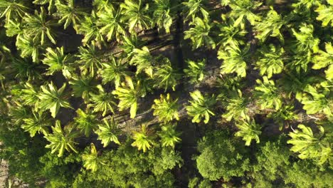una foto de un dron de una plantación de coco en brasil