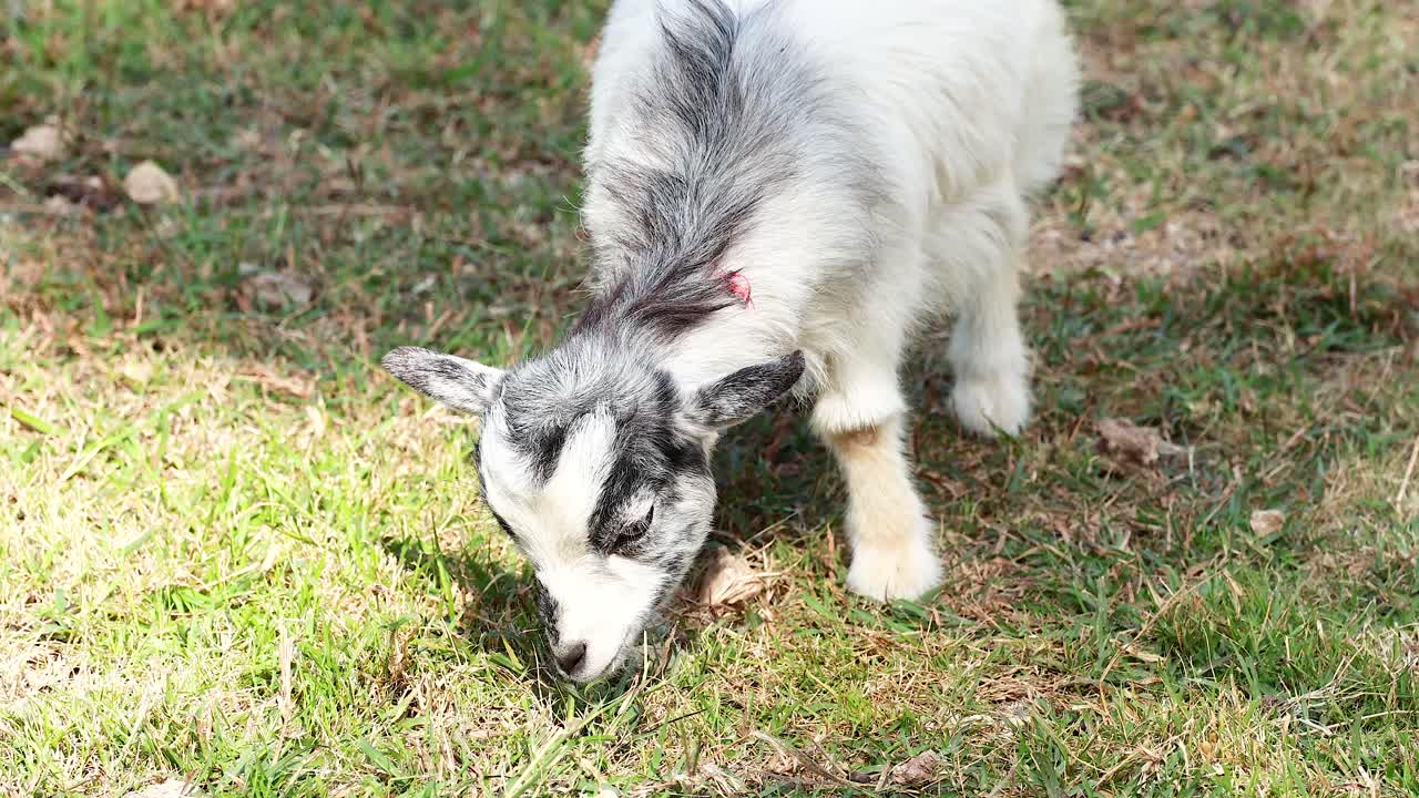 ovejas pastando pacíficamente en la hierba verde exuberante