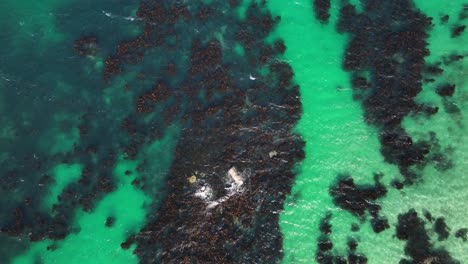 rugged dark reef in cyan green water cape town bay - aerial top down slow motion