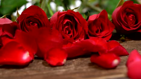 light up red rose is beautiful flower for the meaning of love, on valentine's day and can be used for home decoration, copy space.