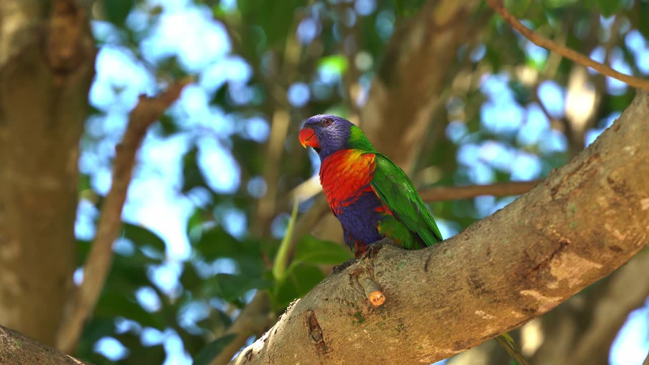 야생 무지개 lorikeet, trichoglossus moluccanus 열대 환경에서 캐노피 아래 나무 가지에 자리 잡고 날개를 펴고 날아가는 퀸즐랜드 호주