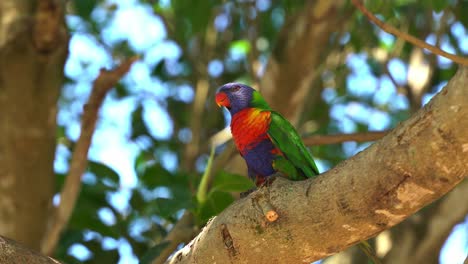 wild rainbow lorikeet, trichoglossus moluccanus with vibrant plumage spotted perching on tree branch under canopy in a tropical environment, spread its wings and fly away, queensland australia