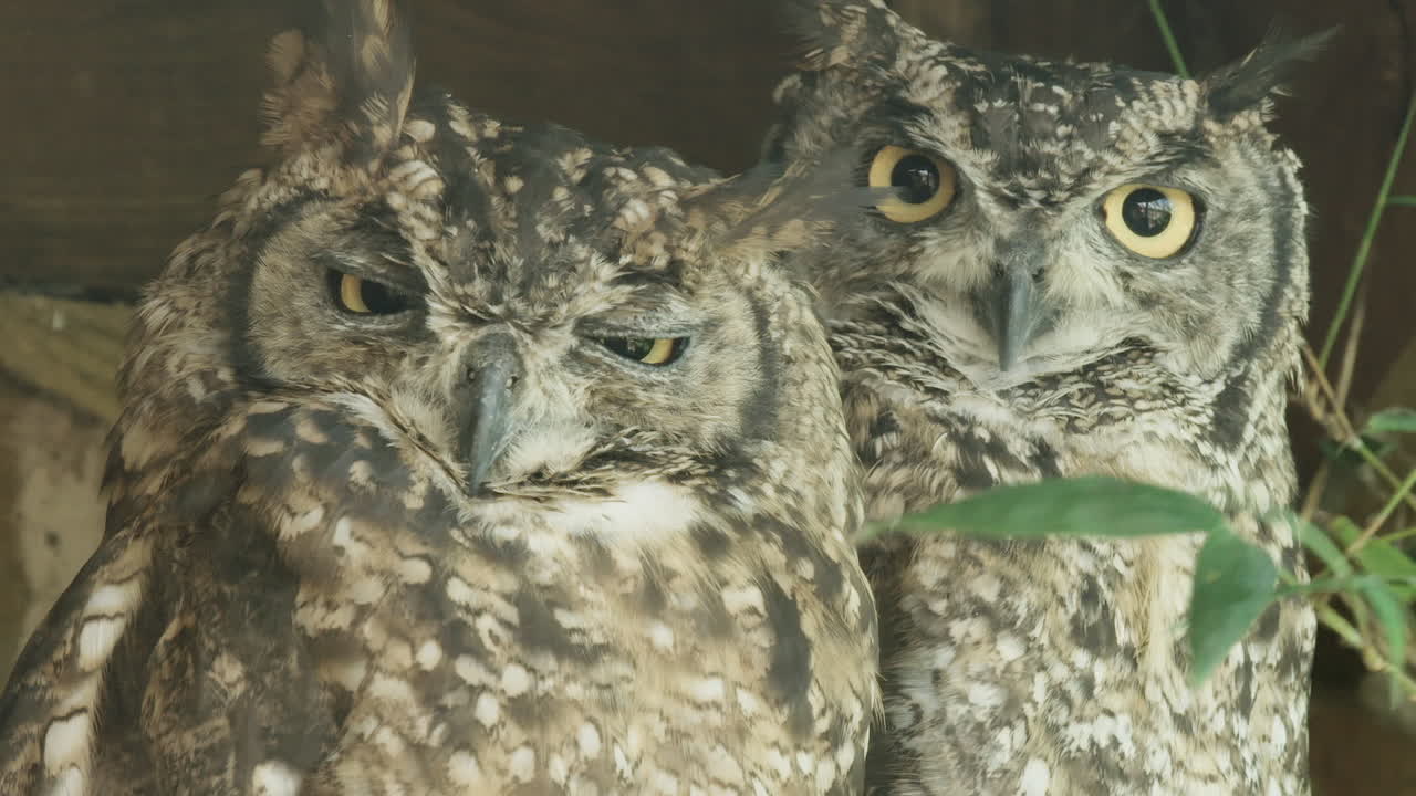 포로 상태에서 점박이 독수리 올빼미를 극단적으로 확대하십시오.