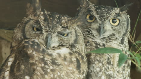 zoom in to extreme close up, spotted eagle owls in captivity