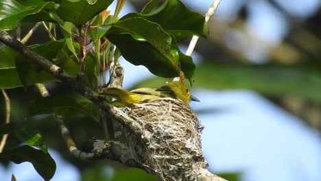 un lindo pájaro amarillo llamado iora común estaba languideciendo en su nido y voló lejos