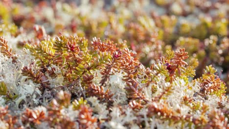 Arctic-Tundra-lichen-moss-close-up.-Found-primarily-in-areas-of-Arctic-Tundra,-alpine-tundra,-it-is-extremely-cold-hardy.-Cladonia-rangiferina,-also-known-as-reindeer-cup-lichen.