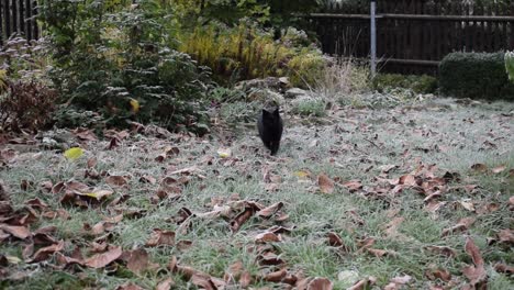 black cat walking through frost covered gras