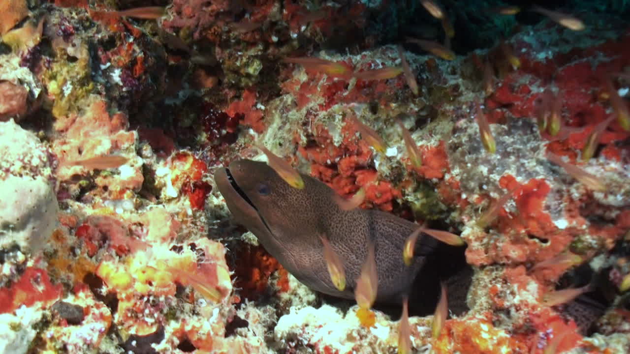 유리 물고기 들 에 둘러싸인 산호 어리 에 있는 거대 한 무레이 갈고리