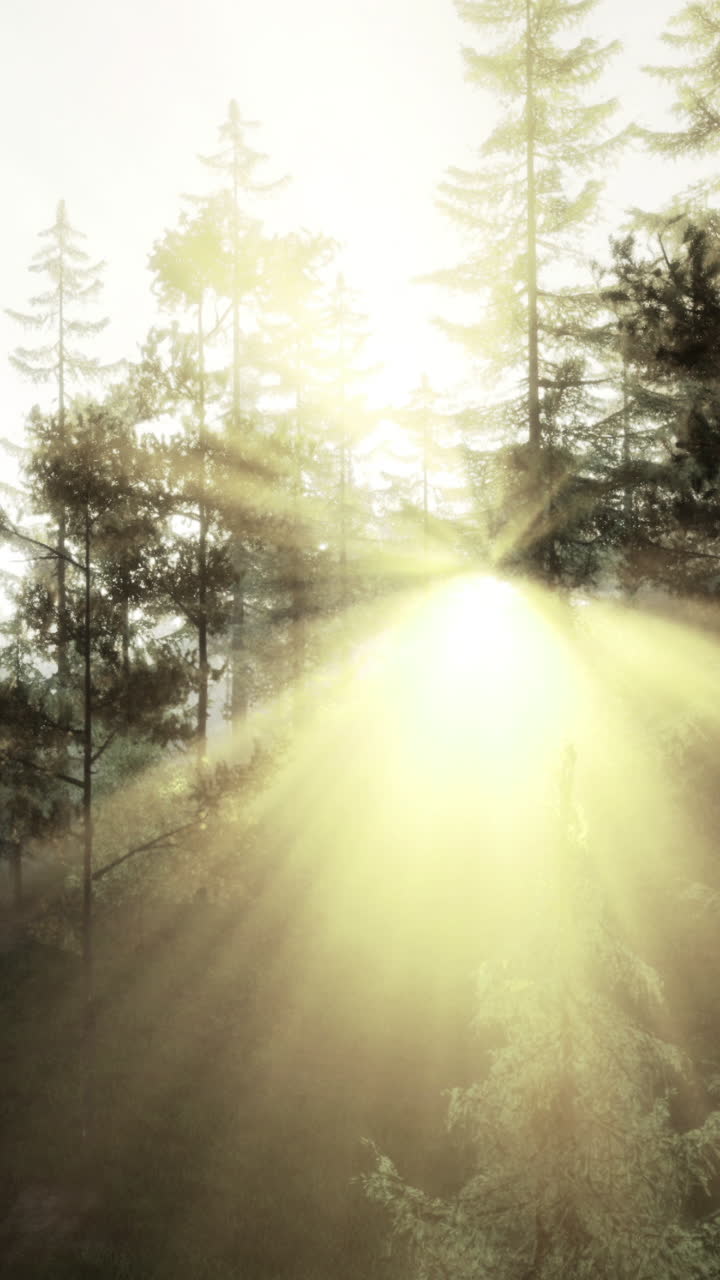 A luz do sol atravessa as árvores em uma floresta nas primeiras horas da manhã.