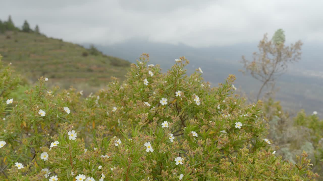 A slow cinematic shot over a field of flowers with a mountainscape in the background in the valley of guimar on the island of Tenerife in the Canary Islands