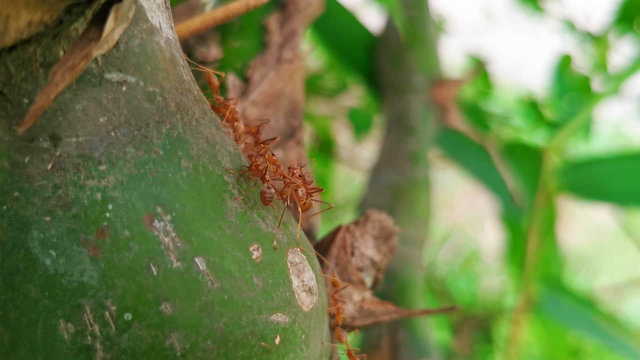 hormigas ocupadas en un árbol de bambú