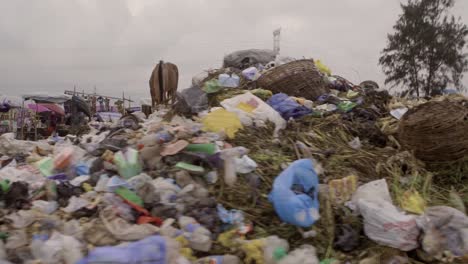 horse on rubbish pile nigeria 07