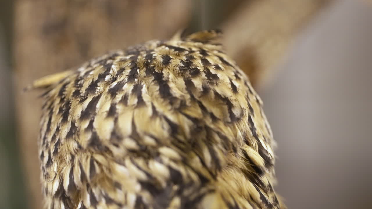 cabeza giratoria de búho real indio 270 grados, primer plano