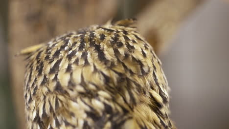 indian eagle-owl  rotating head 270 degrees, close-up