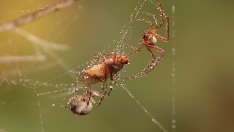 Nahaufnahme-Einer-Makroaufnahme-Zweier-Spinnen,-Die-Um-Das-Gefangene-Opfer-Kämpfen
