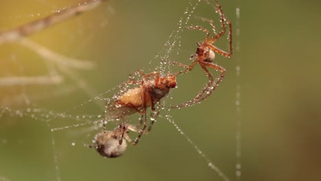 close up macro shot of a two spiders fight for the captured victim