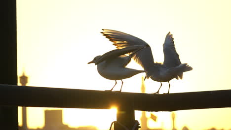 seagulls perched on the metal railings near the dubai creek with bright orange sunset on the background in dubai, uae. - wide shot