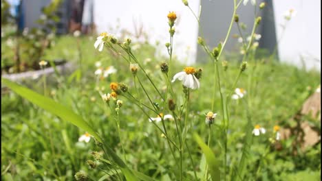 small white flowers in a garden