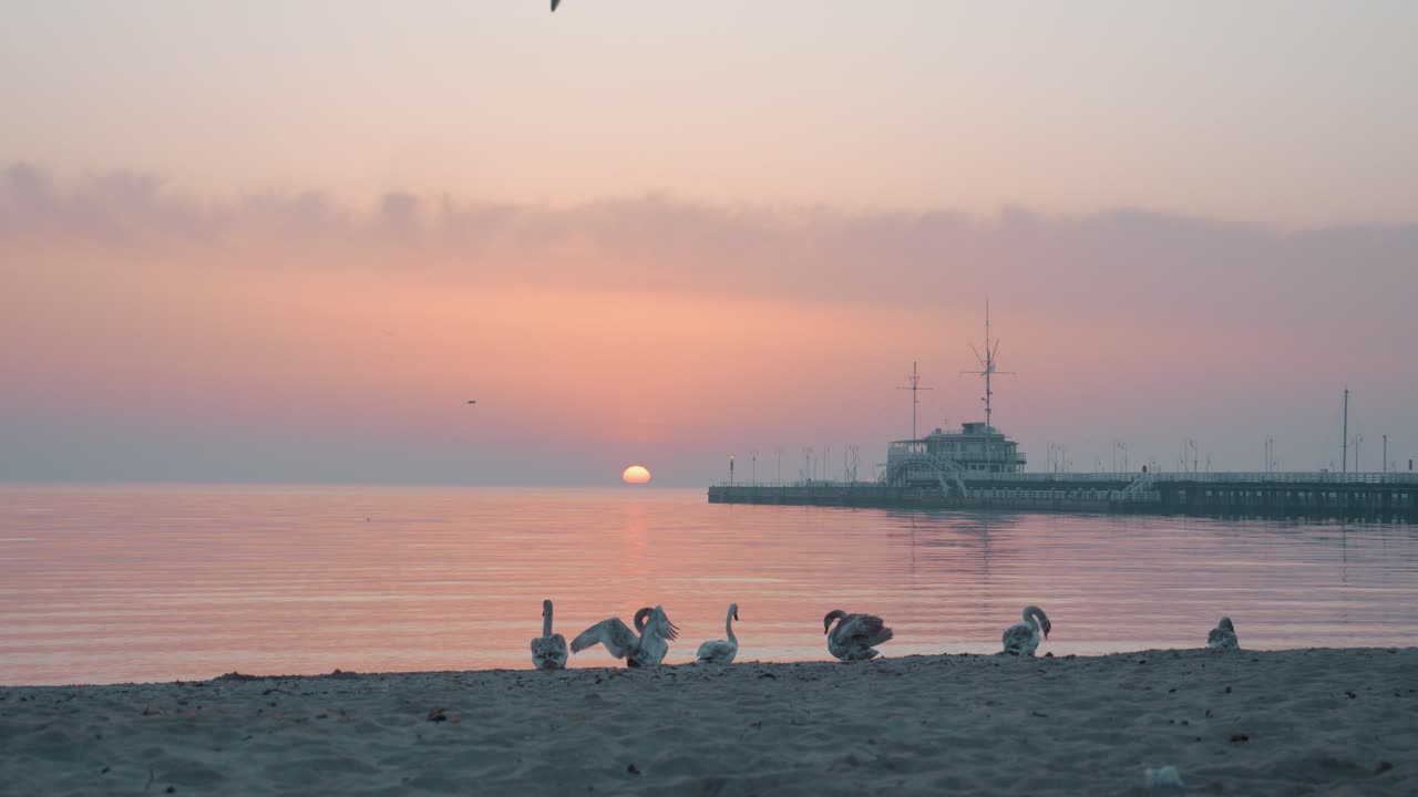 해가 뜨는 해변에 앉아 있는 백조 들