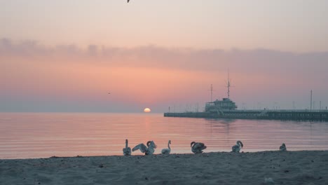 swans sitting on the beach at sunrise with pier in the background