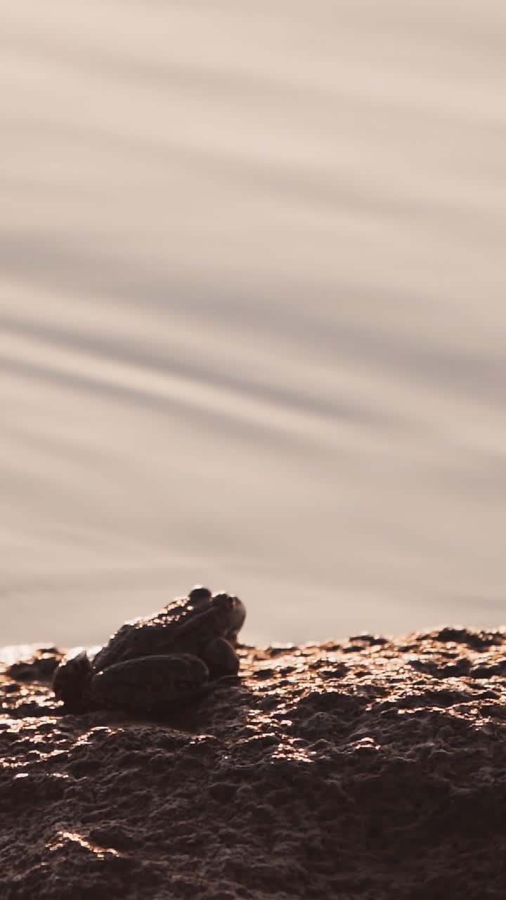 Close up of frog in the wild. Wild frog sitting on near water pond Vertical video