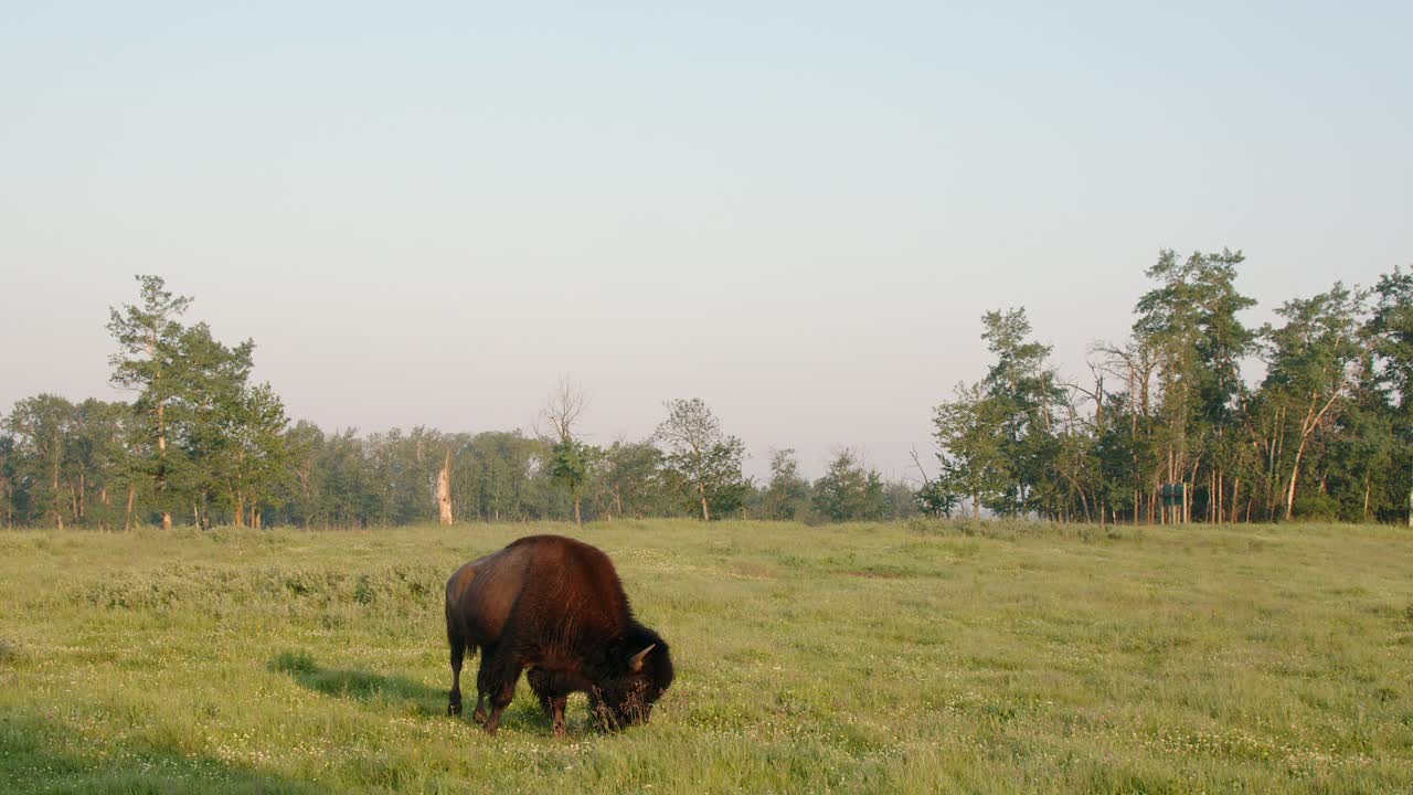 Golden hour establishing shot of Plains bison feeding on green prairie
