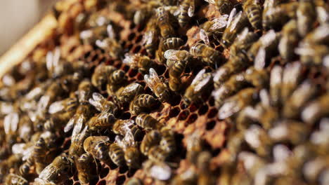 close-up of bees on honeycomb