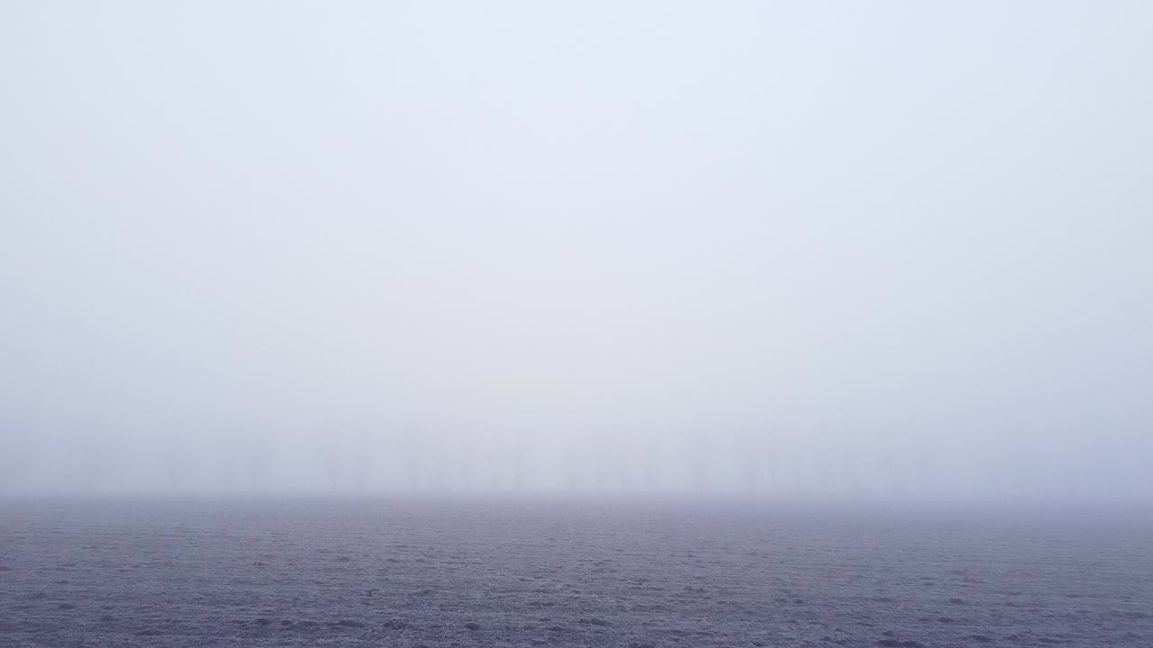 짙은 안개에 가려진 들판 위를 날기 위해 나무 사이를 이동