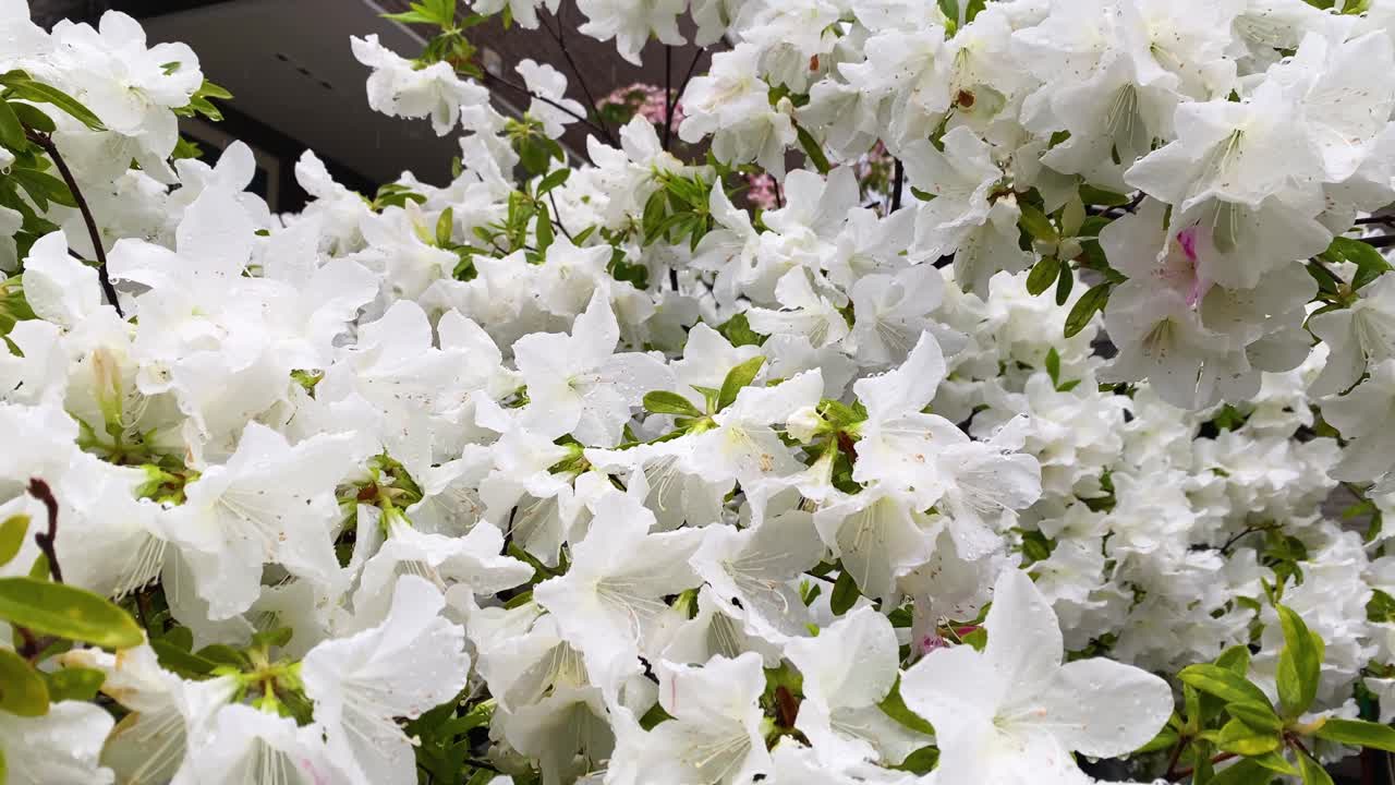 요코하마 최고의 전망