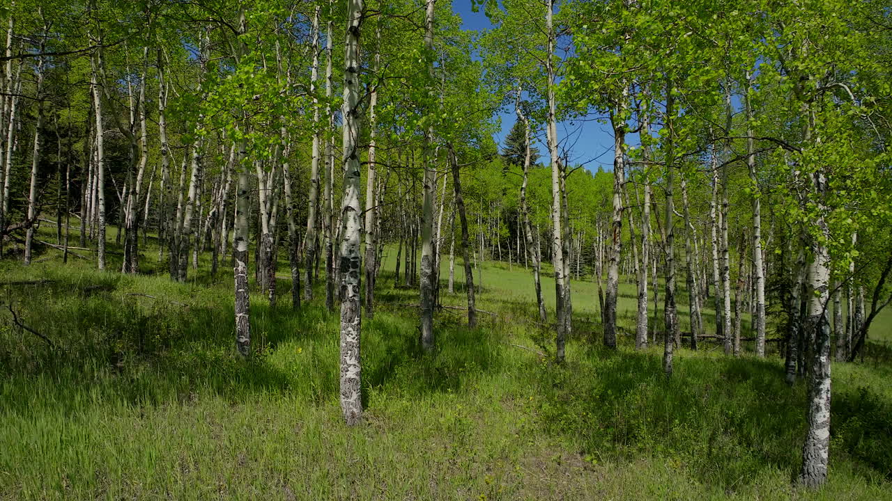 árbol de aspen primavera flor amarilla púrpura en el bosque de colorado cinematográfico avión no tripulado exuberante hierba verde después de la lluvia de día luz del sol pacífico senderos de senderismo de montaña rocosa denver coníferas perennes estados unidos hacia adelante