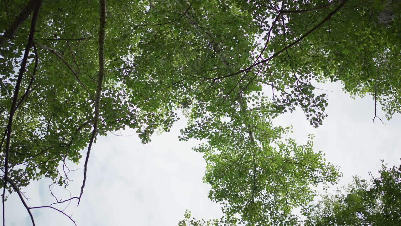 Bright Green Canopy Overhead With Branches And Dappled Light, Wide Upward Frame Of Lush Leaves, Gentle Breeze And Soft Bokeh, Tranquil Summer Forest Atmosphere Ideal For Wellness And Outdoor Lifestyle
