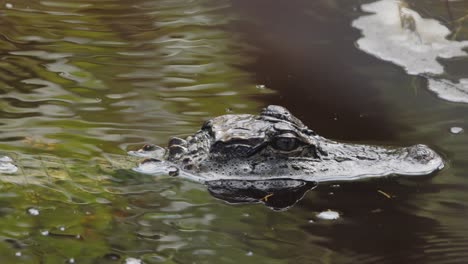 primer plano de la cabeza de cocodrilo en el agua