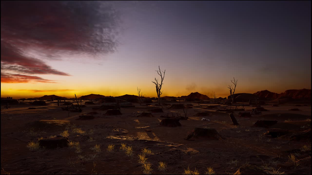 Tree Stumps Left After Deforestation, Sunset Time
