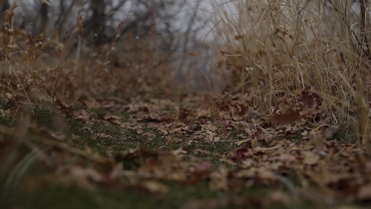 Close up of snow falling in slow motion onto a small green and orange fall path in the mountains on an overcast fall day in Utah
