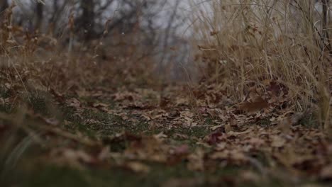 close up of snow falling in slow motion onto a small green and orange fall path in the mountains on an overcast fall day in utah