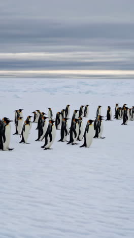 a large group of emperor penguins standing on a vast expanse of snow and ice under a cloudy sky