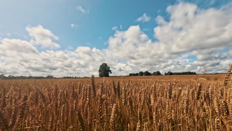 sommer-timelapse bewegt sich wolken über einem feld von goldenem weizen vor regensturm