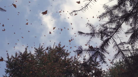 Toma-En-Cámara-Lenta-De-Varias-Mariposas-Monarca-Volando