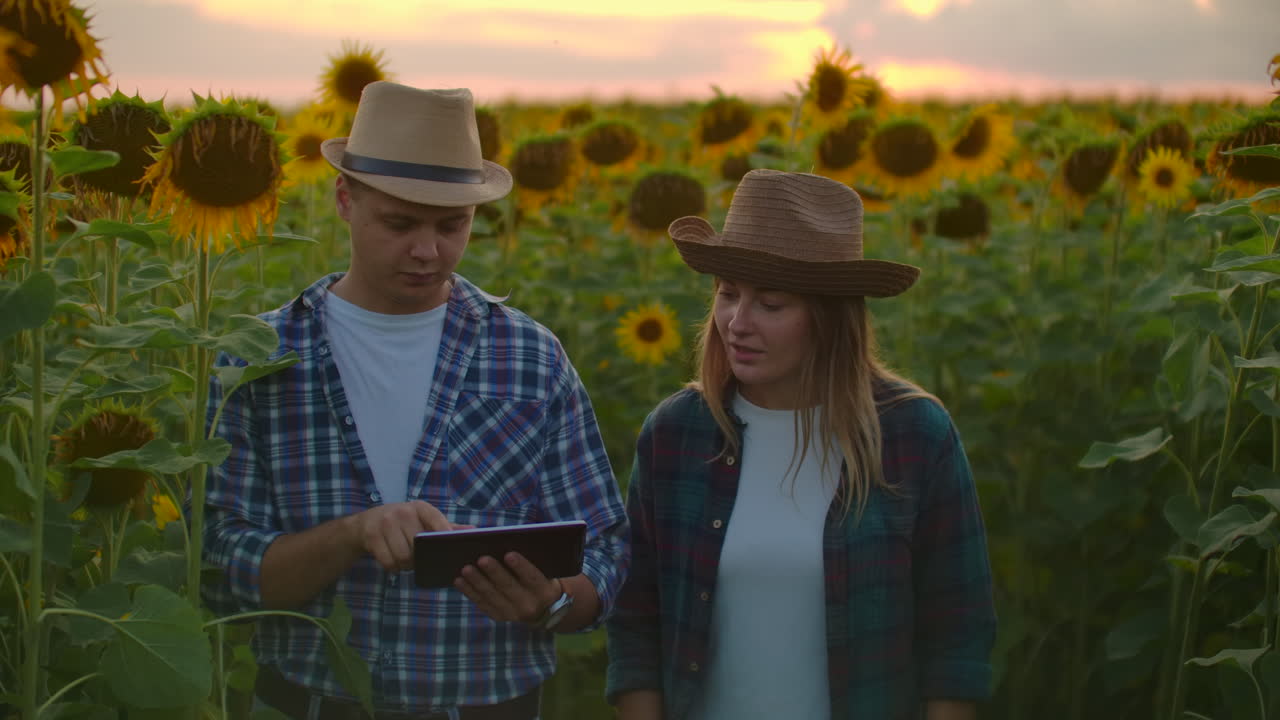 два фермера мужчина и женщина с помощью планшетного компьютера в поле с подсолнечниками на закате оценивают урожай и прибыль от своего бизнеса. семейный бизнес. концепция современных фермеров.