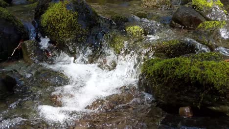 agua que fluye sobre rocas cubiertas de musgo en el bosque del bosque nacional olímpico