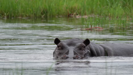 closeup of hippopotamus submerged in african river