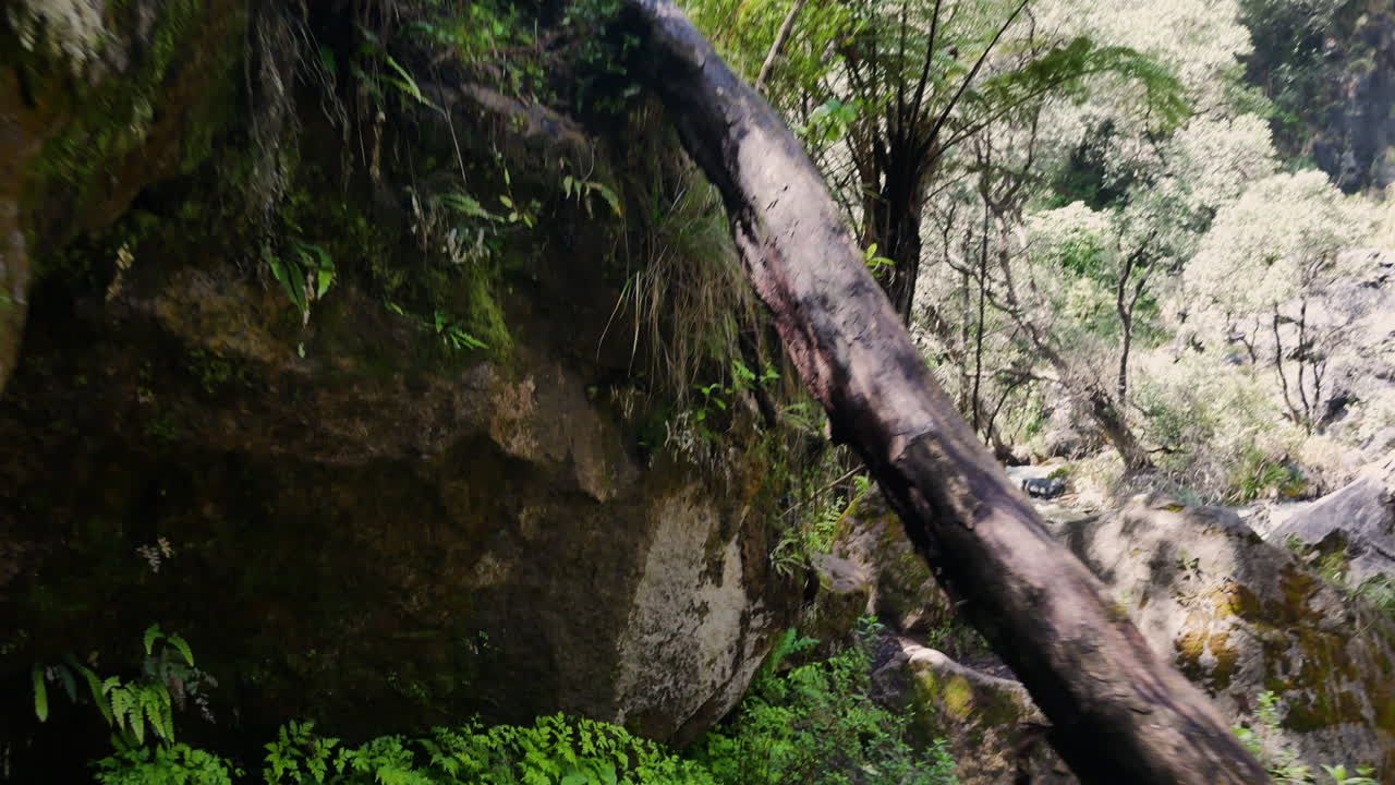 pov camine a través de la densa jungla entre rocas y plantas en kaweraud durante el día de verano, nueva zelanda