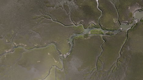 aerial video looks straight down on hilton head’s salt marshes, revealing a maze of winding tidal creeks etched into the muddy terrain